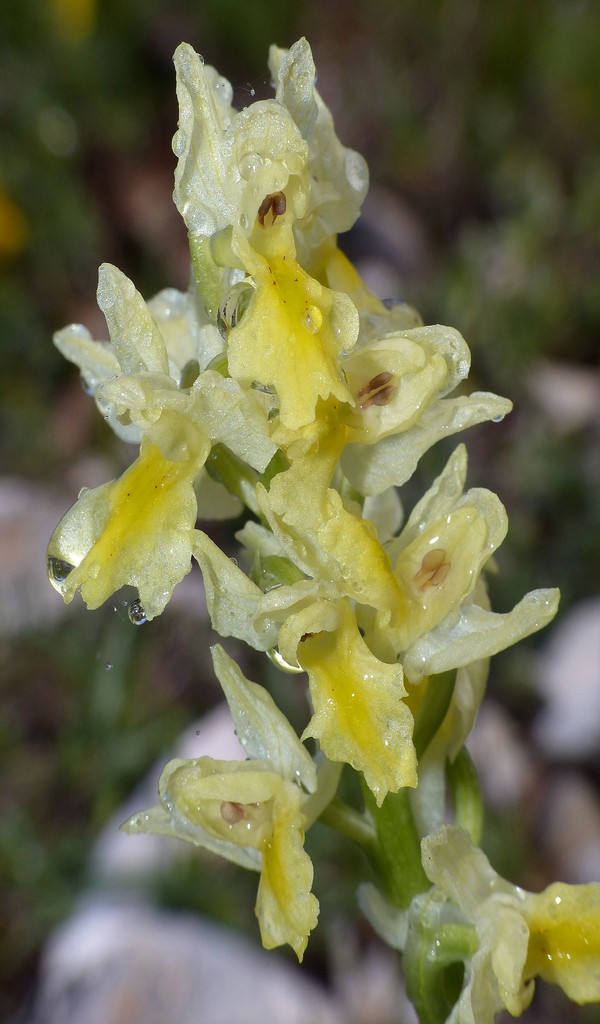 O.pauciflora, O.provincialis, O.quadripunctata, O.xcolemanii, 4 belle Orchis.